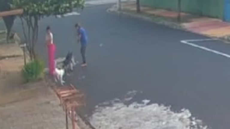 Cachorro precisa ser sacrificado após ser