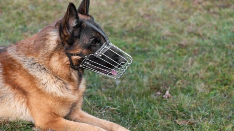 Como fica a responsabilidade do tutor