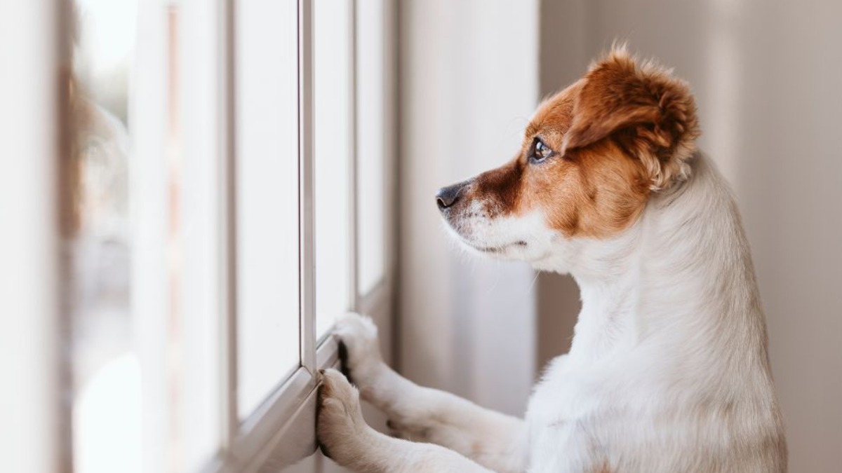 Como funciona a guarda de animais