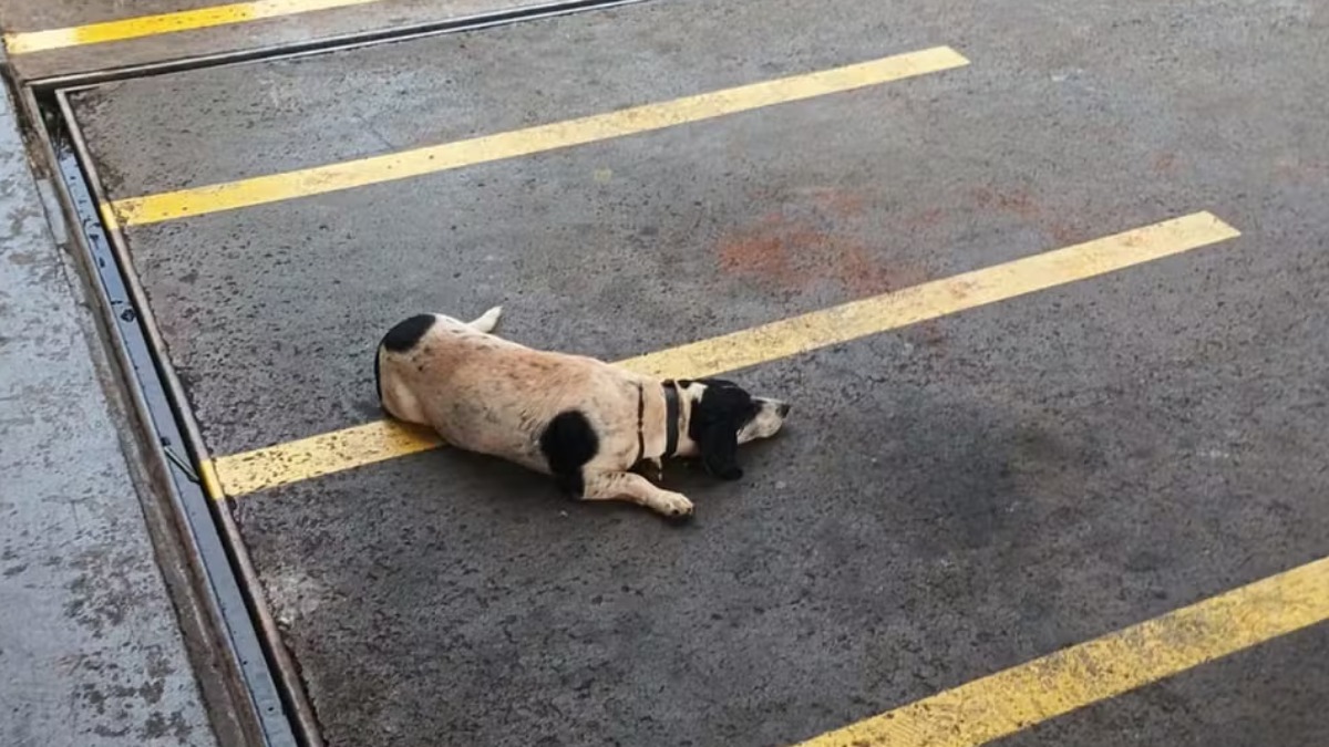 Cachorro espera tutor morto