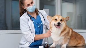 Programa oferece 4 mil castrações gratuitas para cães e gatos durante o mês de janeiro em Ribeirão Preto