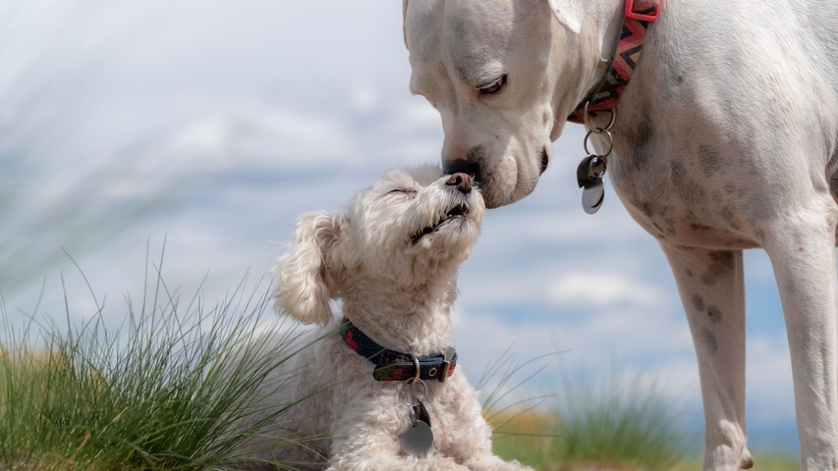 Amizade entre animais de estimação
