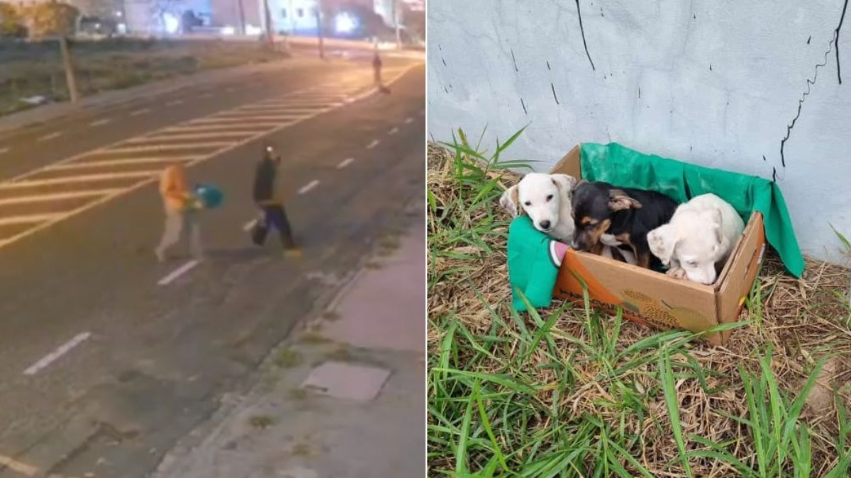 abandono de cachorros