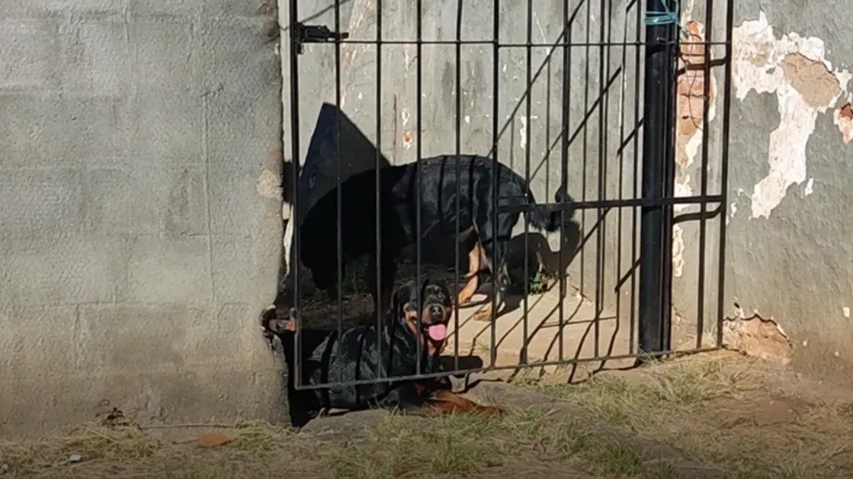 ataque cães rottweiler