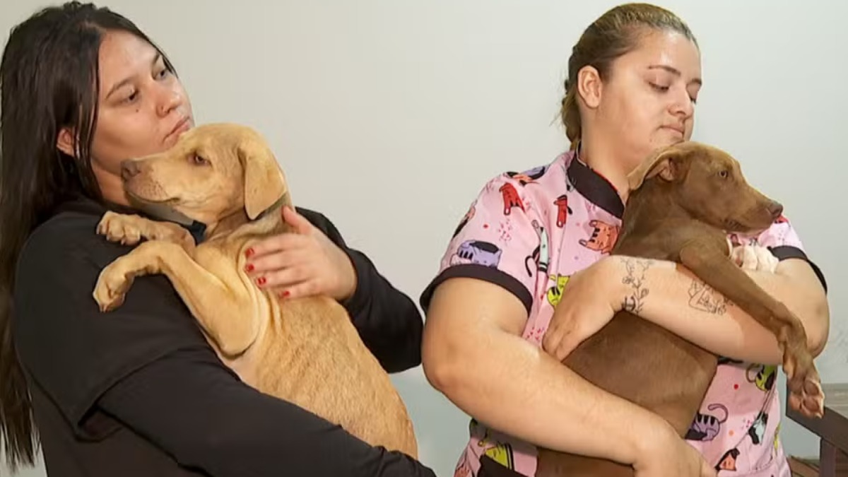 Cães resgatados Bebedouro