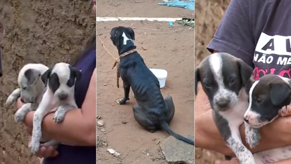 maus-tratos a pitbull