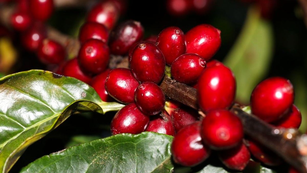 plantação de café