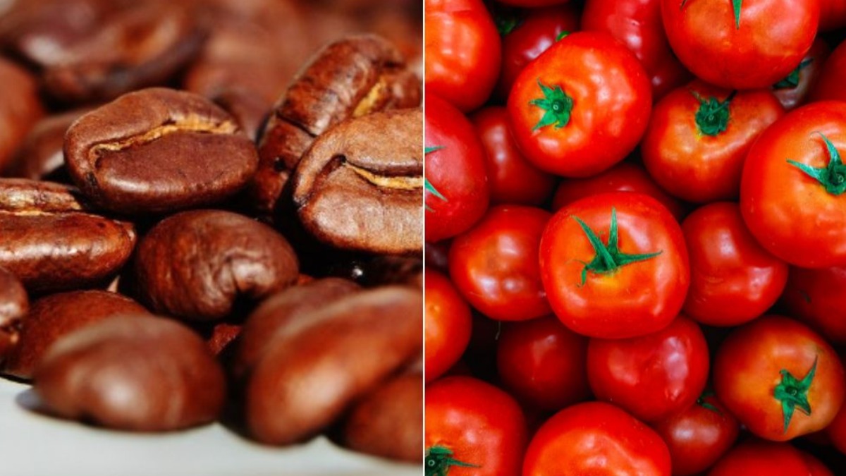 Café arábica e tomate registram desempenho