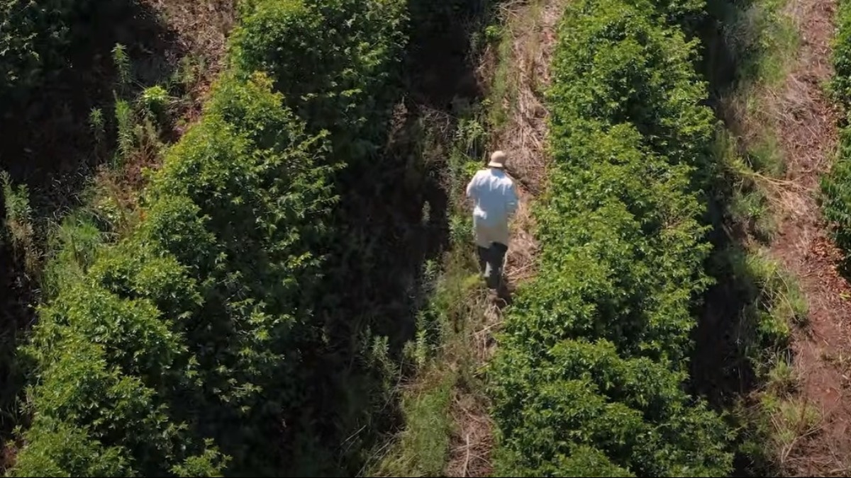 roubos e furtos de café