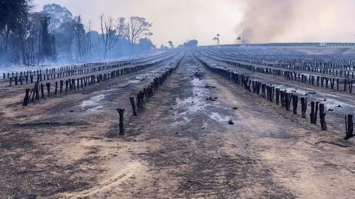 Incêndios afetam produção de café