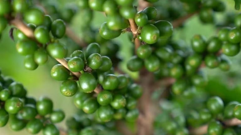 Cafeicultores relatam preocupação com baixas temperaturas