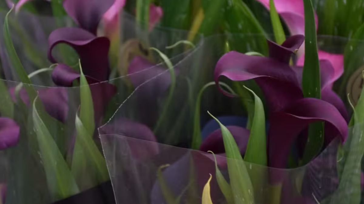 Dar rosas no Dia das Mães