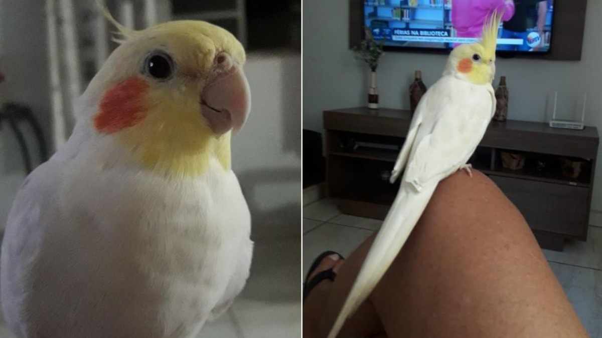 calopsita desaparecida