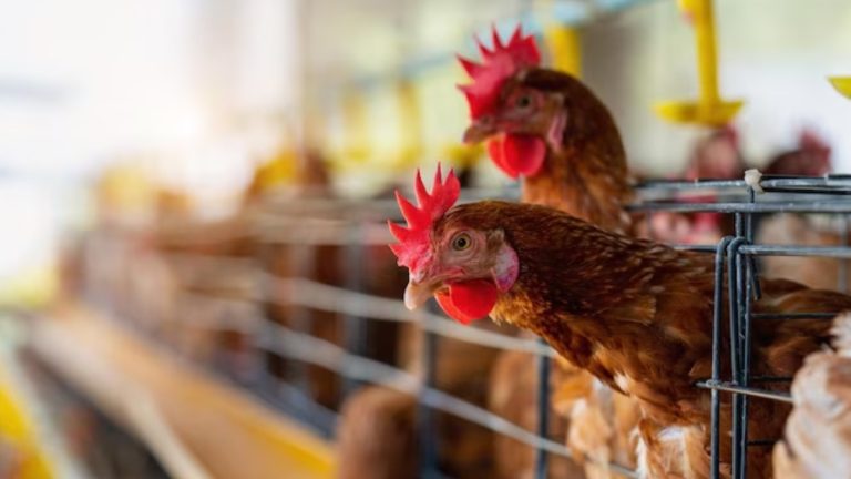 Caso de gripe aviária no Sul