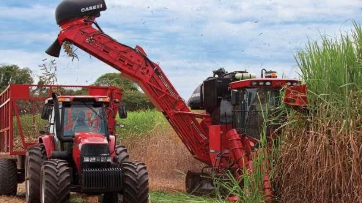 safra cana-de-açúcar