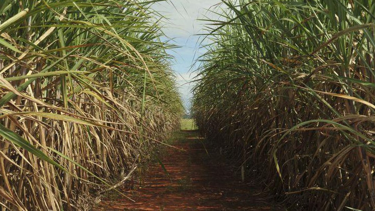 cana-de-açúcar