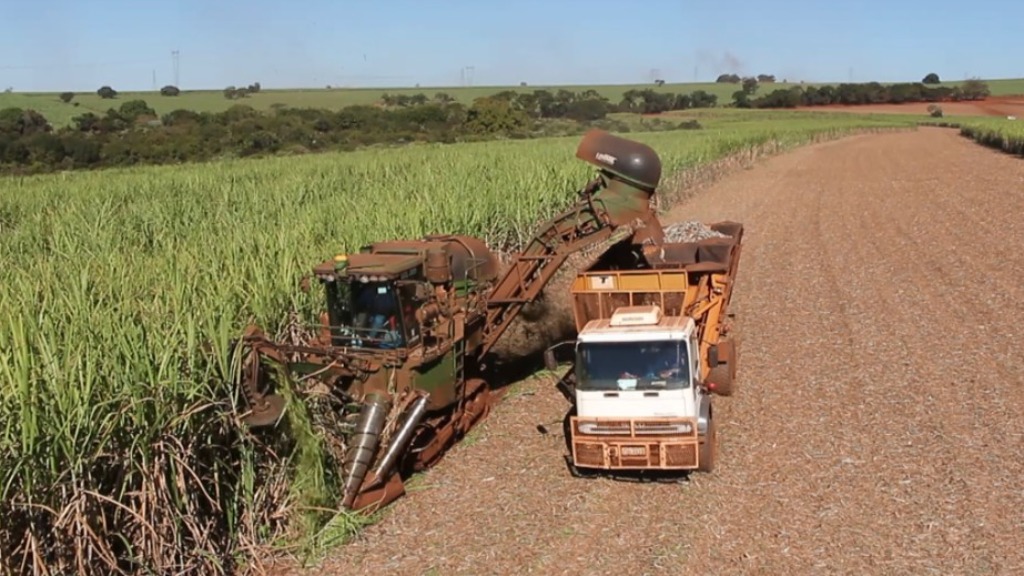 colheita cana-de-açúcar
