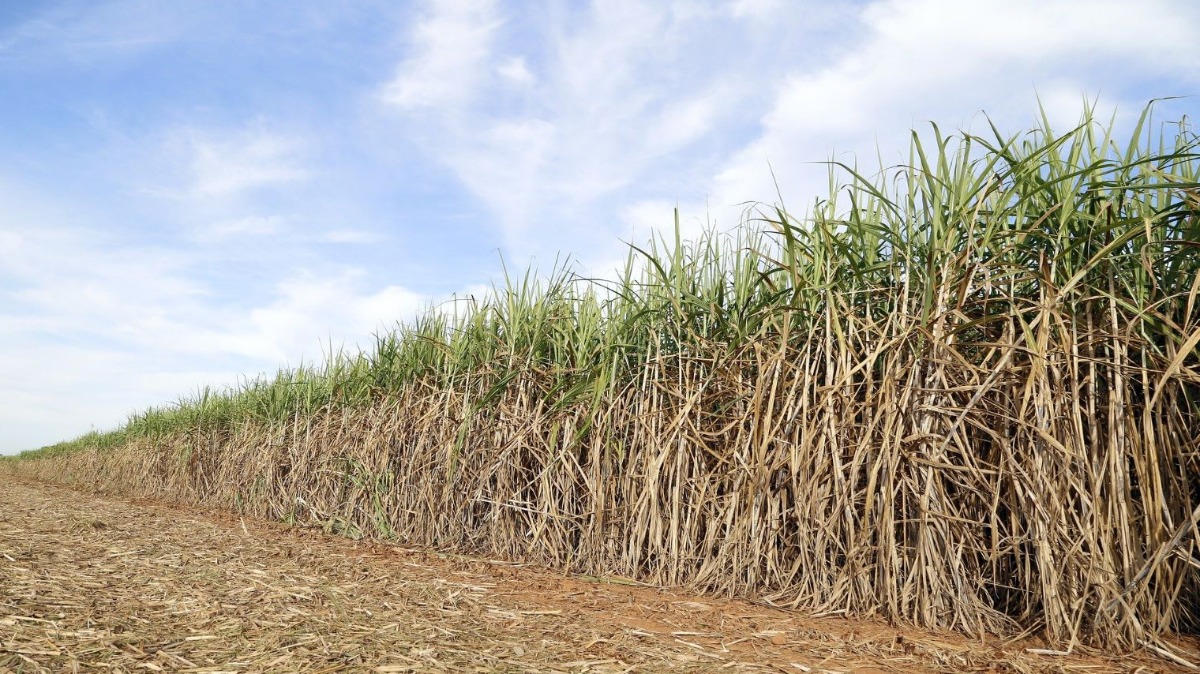 cana-de-açúcar