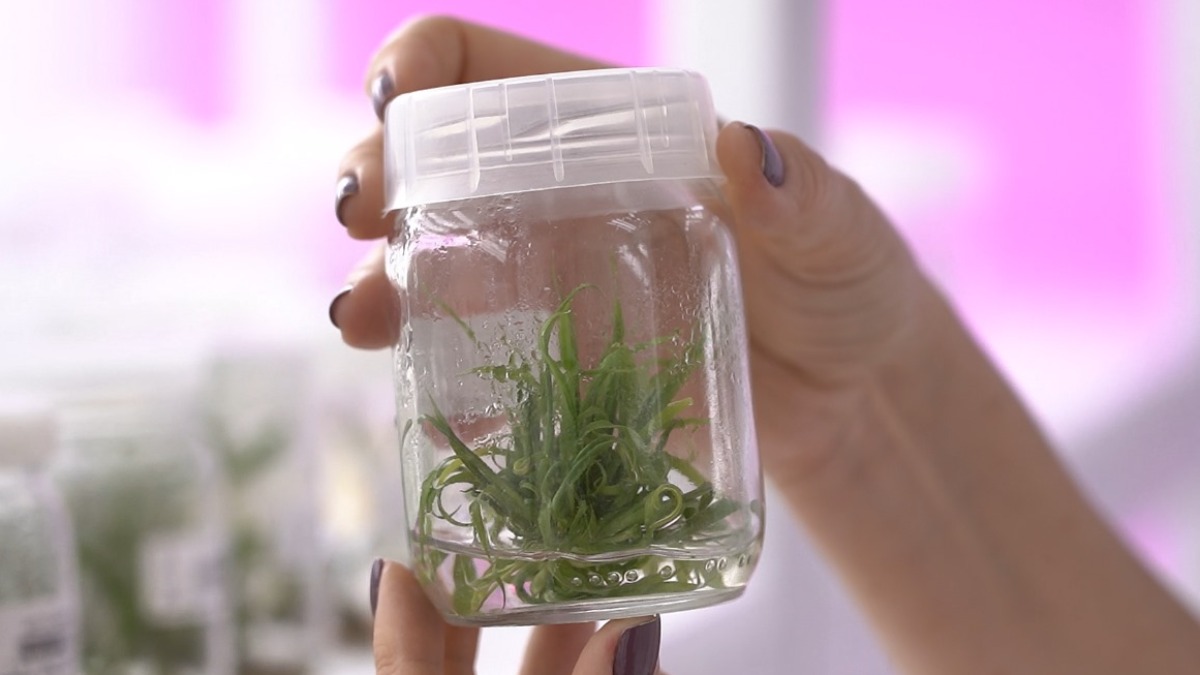 cana-de-açúcar sustentável