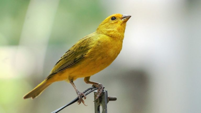 A beleza e adaptações dos canarinhos