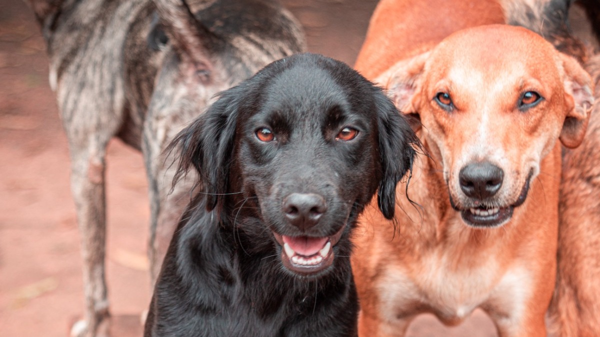 Canil Ribeirão Preto