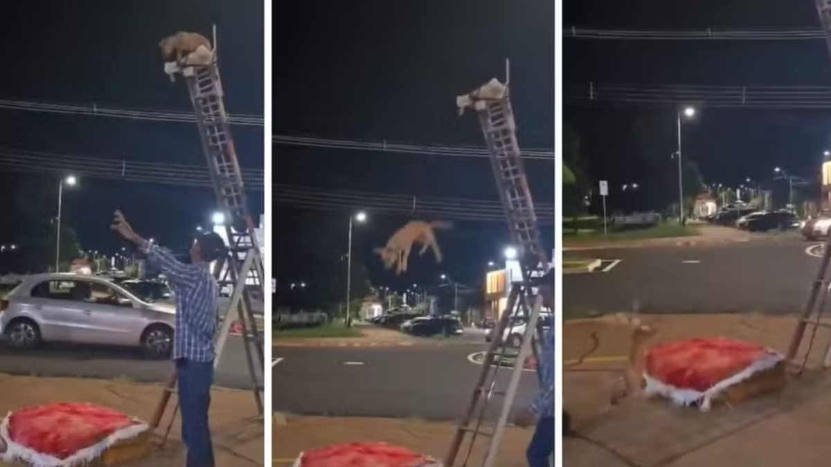 Cão bate a cabeça no chão