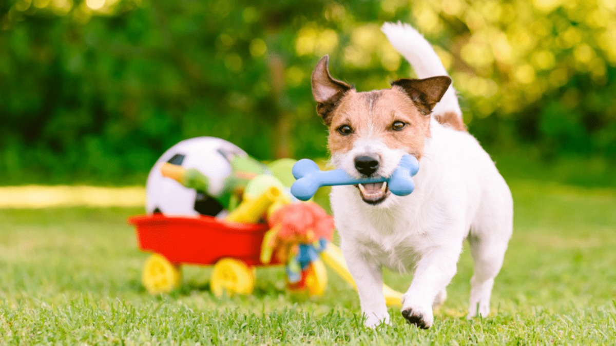 Brinquedos didáticos para pets