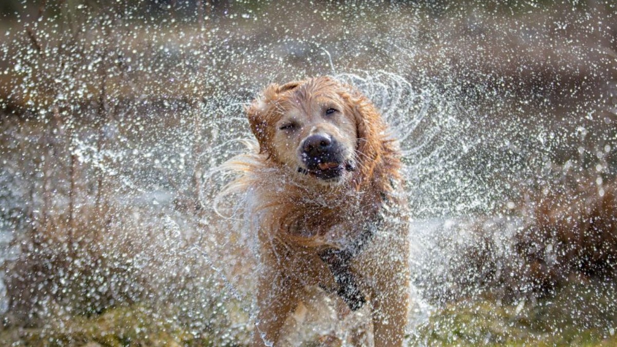Por que os cães se chacoalham