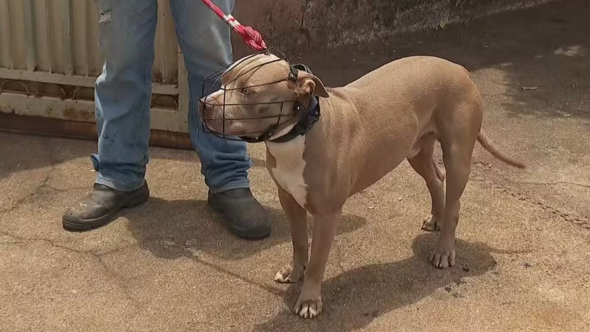 Idosa de 72 anos fica ferida