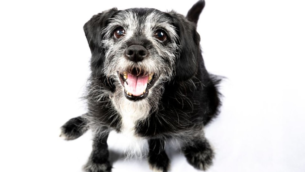 cuidados com pets idosos