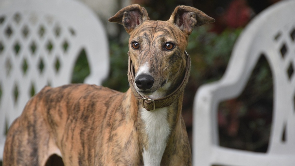 cuidados com pets idosos