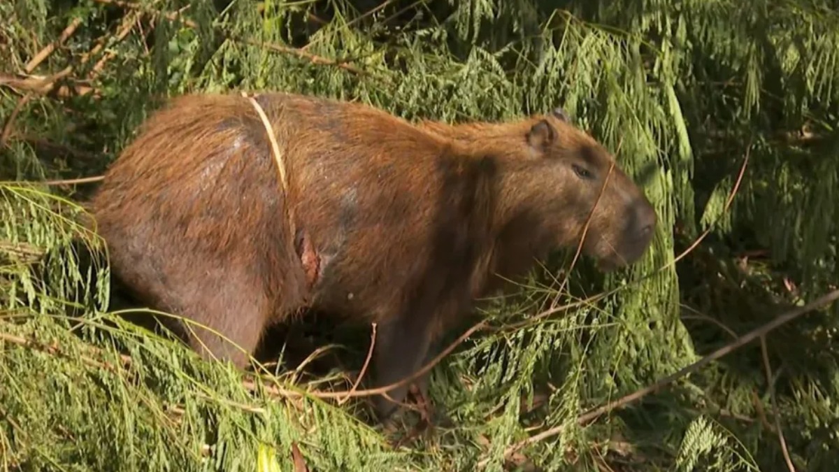 Capivara resgatada