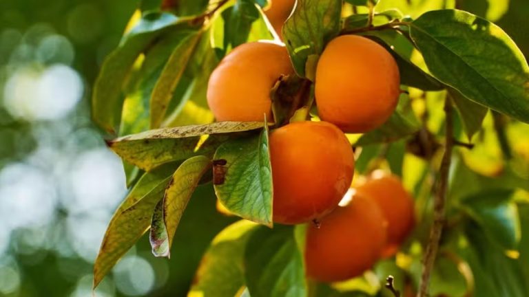 Você sabia que o caqui é