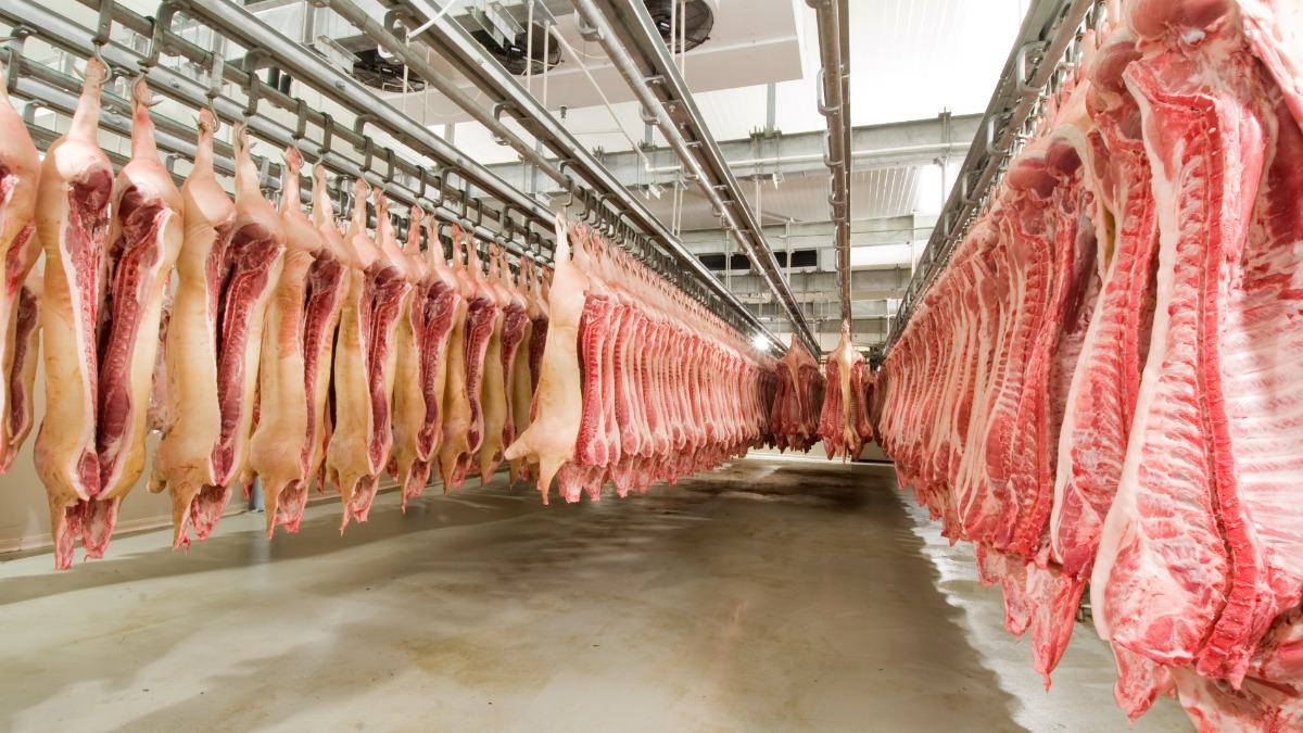 exportações carne suína