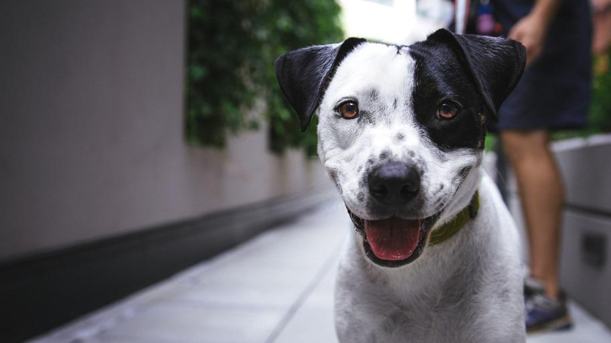 Ribeirão Preto abre inscrições para castração