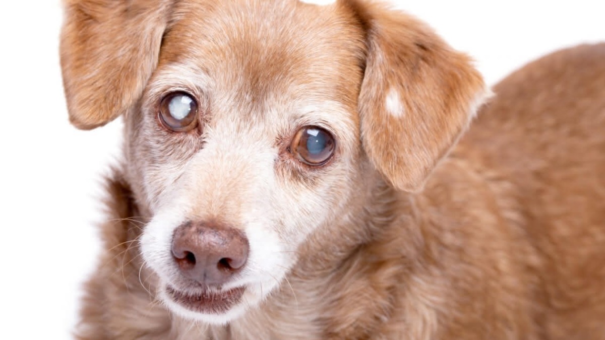 Catarata em cachorros