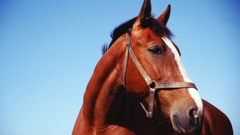 adestrador vende cavalo sem autorização