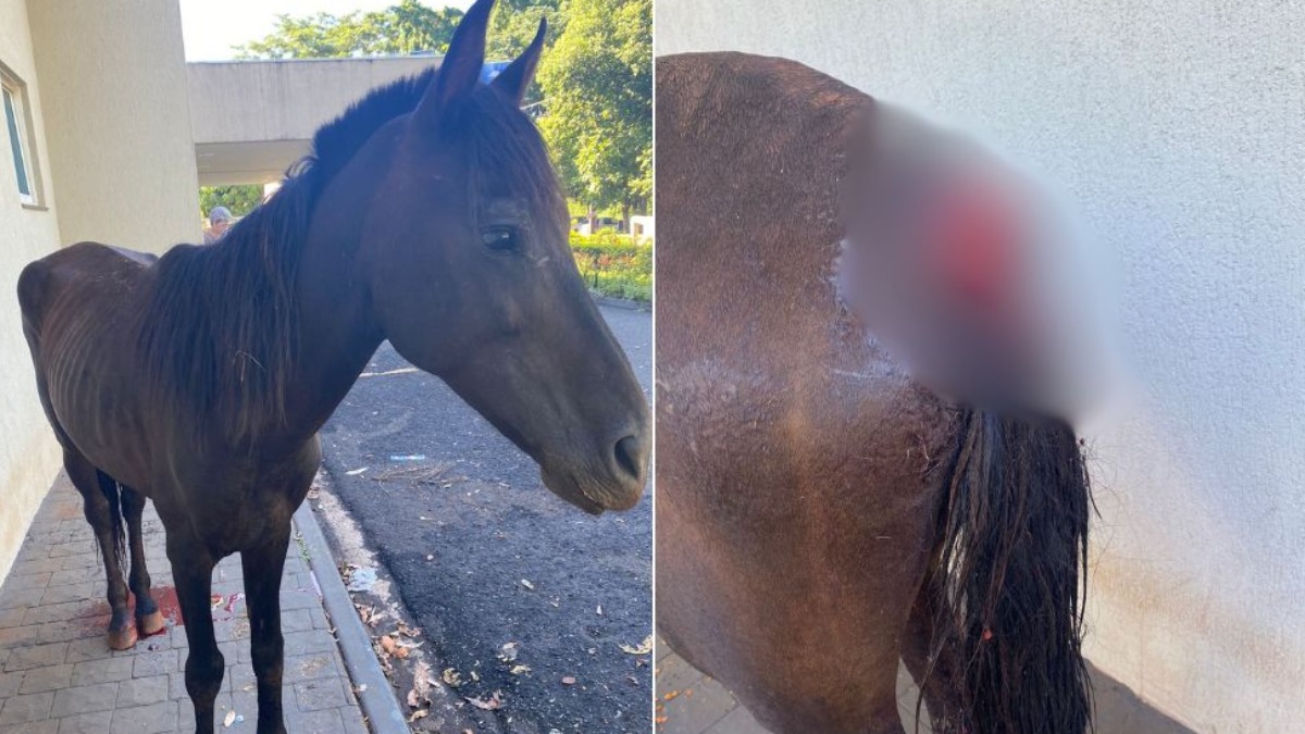 Cavalo é encontrado ferido na Zona