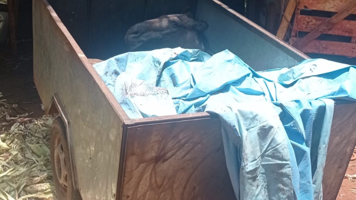 cavalo morto caçamba