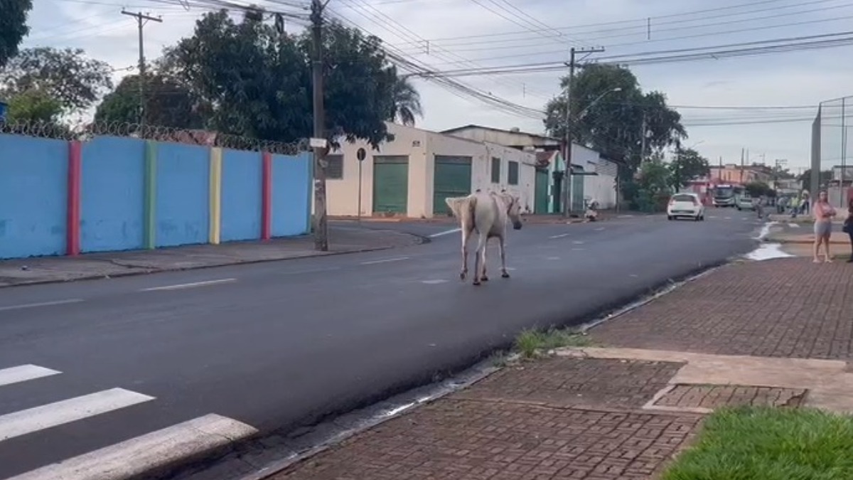 animais resgatados ruas