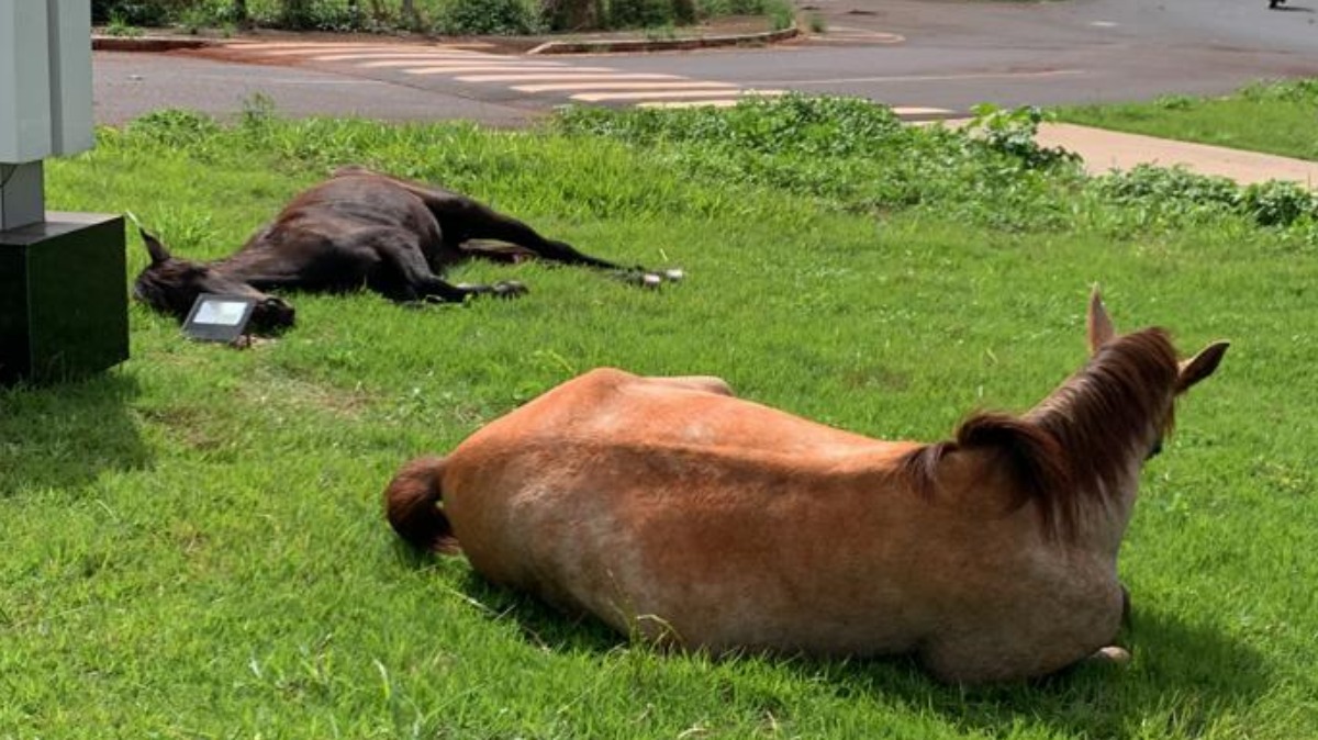 recolhimento animais grande porte