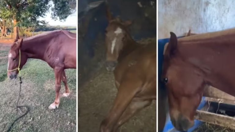 Cavalos morrem após ingerirem ração contaminada
