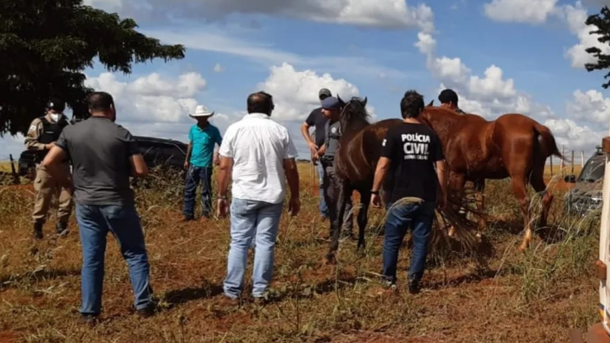 Cavalos furtados recuperados