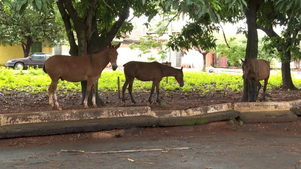 animais soltos resgatados