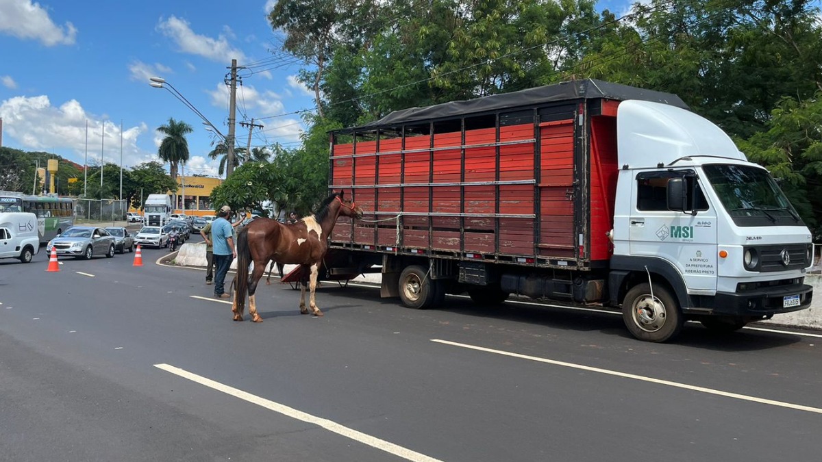 recolhimento animais soltos