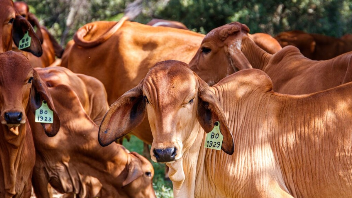 vacinação febre aftosa