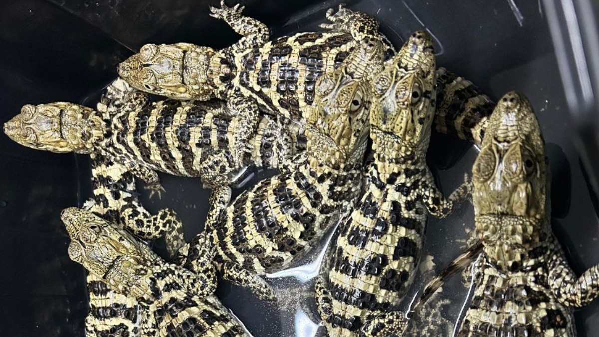 CETRAS Ribeirão Preto recebe filhotes de