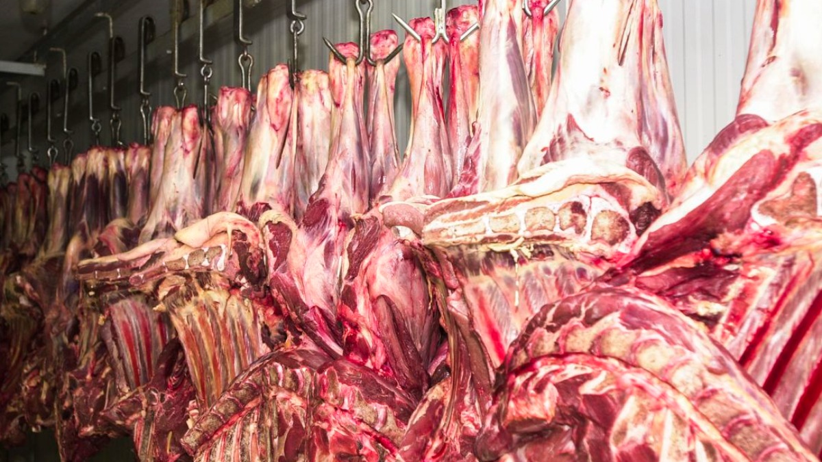 exportação carne bovina