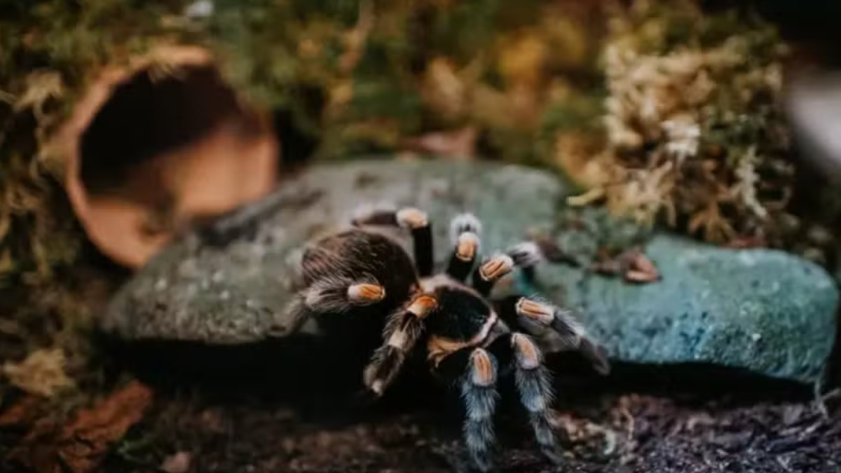 Os sons secretos das aranhas