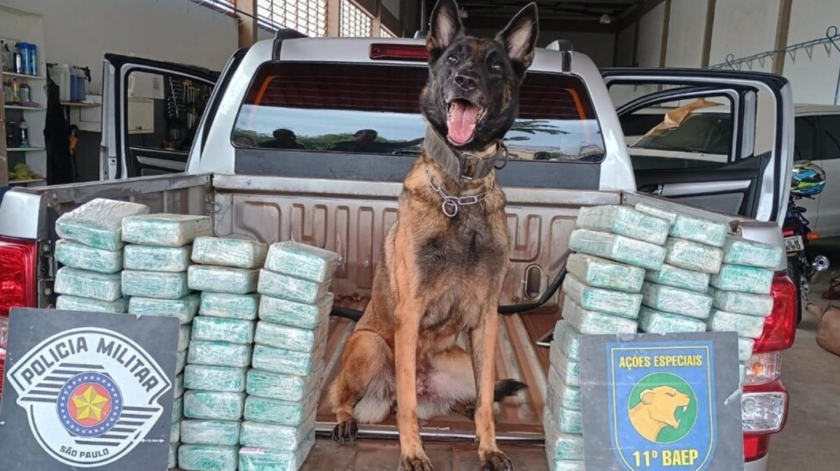 Polícia Militar encontra 72 kg